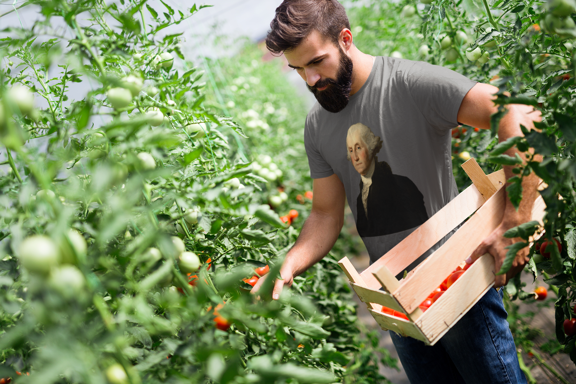Farmer gathering tomatoes wearing a t-shirt featuring the George Washington Williamstown portrait